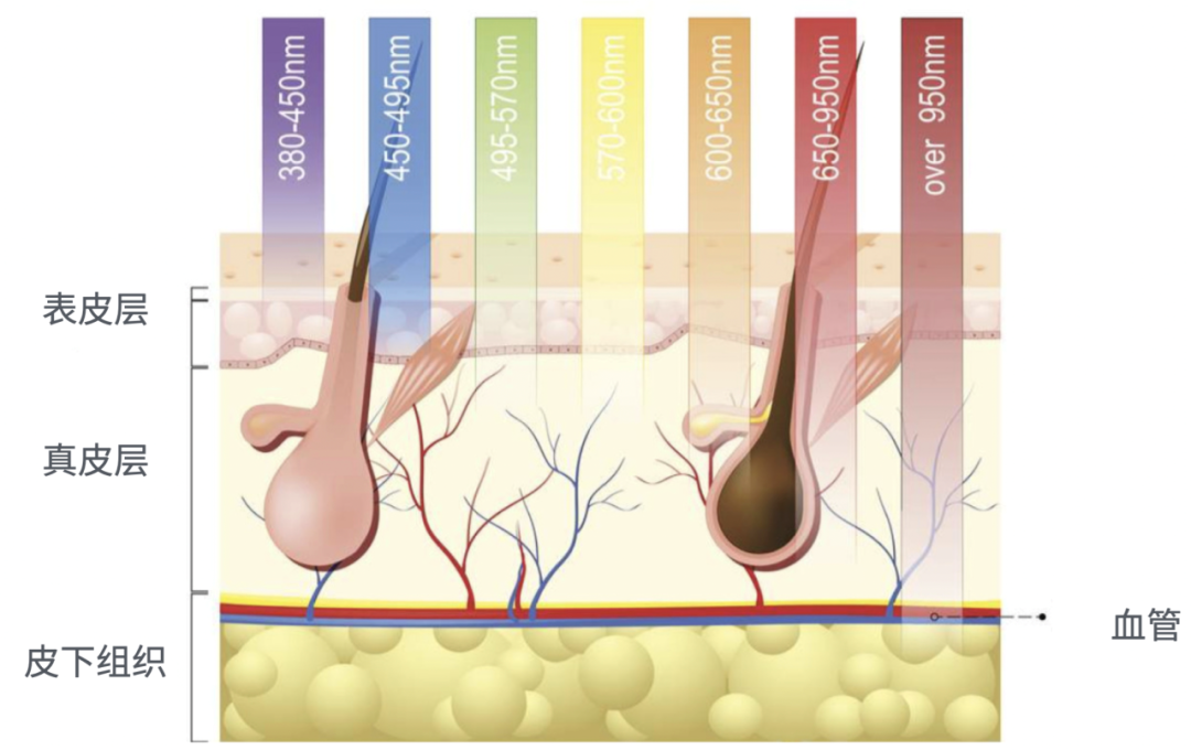 The Evolution Journey of Beauty Devices: From Skincare Apprentice to Anti-Aging Director